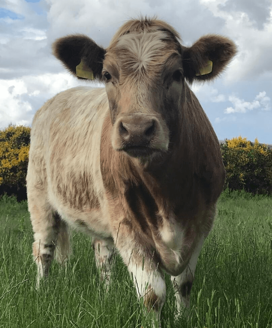 Sutherland Vets (1)